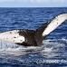 whale_humpback_sb_h_1195_dom1243.jpg